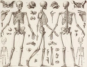 300x234 Human Skeleton Drawings Fine Art America - Skeleton Body Drawing