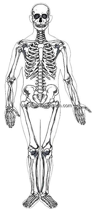 303x679 sheet skeleton body drawing birthday edible cakecupcake - Skeleton Body Drawing