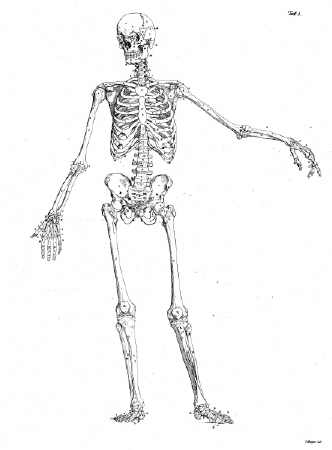 332x450 The Art Student's Guide To The Bones And Muscles Of The Human Body - Skeleton Body Drawing