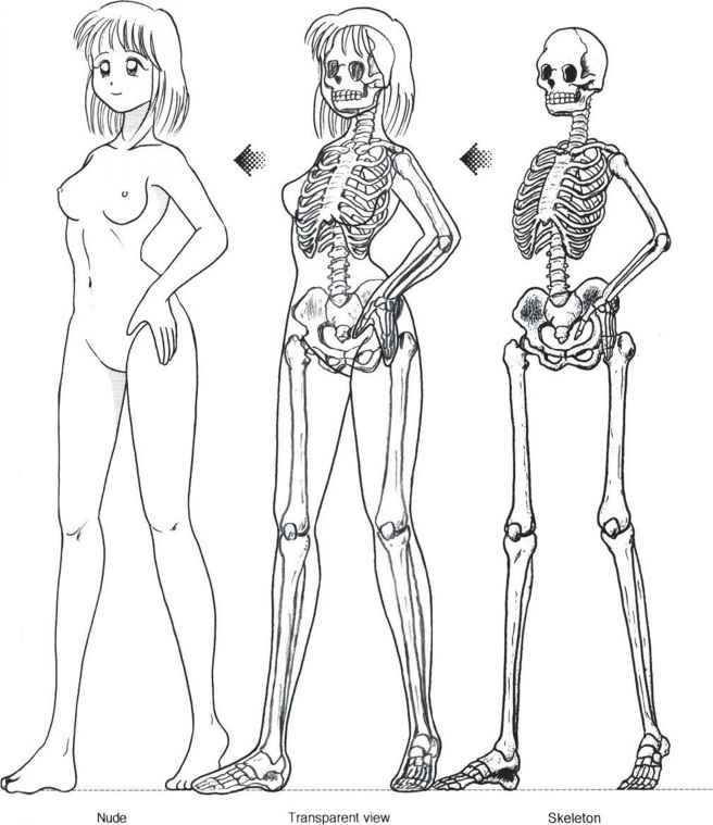 656x759 The Human Body - Skeleton Body Drawing