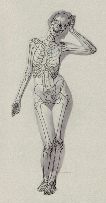 355x674 the sight size drawing method human anatomy in motion anatomy - Skeleton Body Drawing