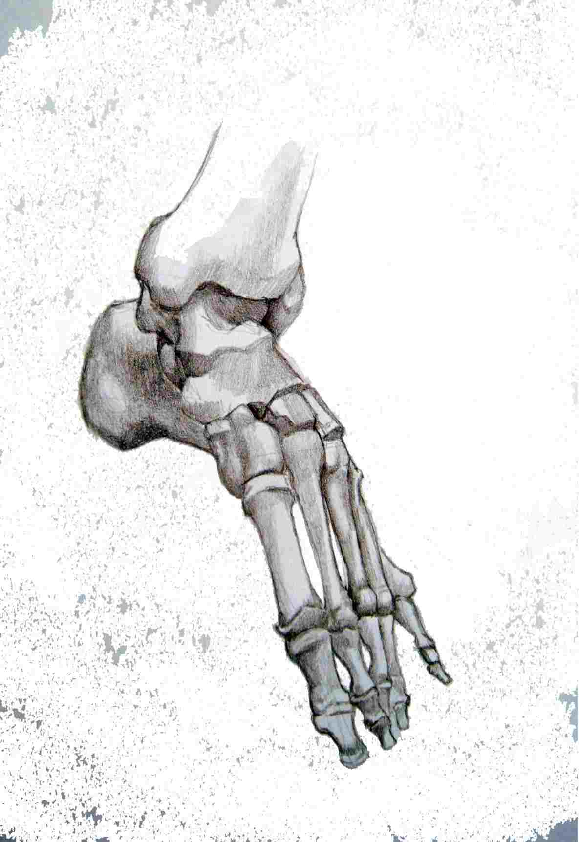 1185x1724 Collection Skeleton Body Drawing Of Free Download - Skeleton Body Drawing