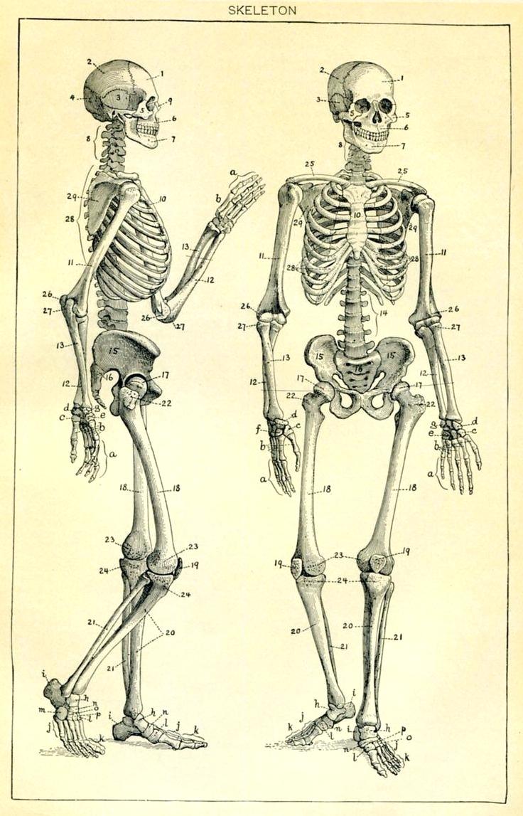 736x1147 diagram fox skeleton diagram best drawings ideas on bone drawing - Skeleton Body Drawing