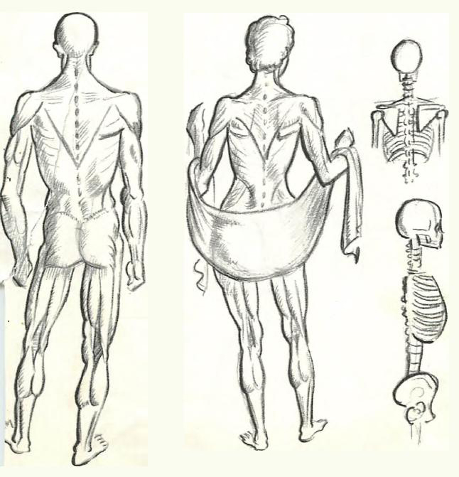 Туловище человека. Упрощенная фигура человека. Анатомия спины человека для рисования. Пропорции торса для рисования. Анатомия в виде рисунка.