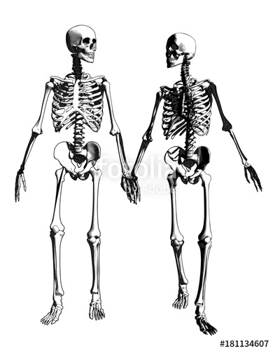 390x500 A Couple Of Drawing Skeleton Illustration Stock Image And Royalty - Skeleton Couple Drawing