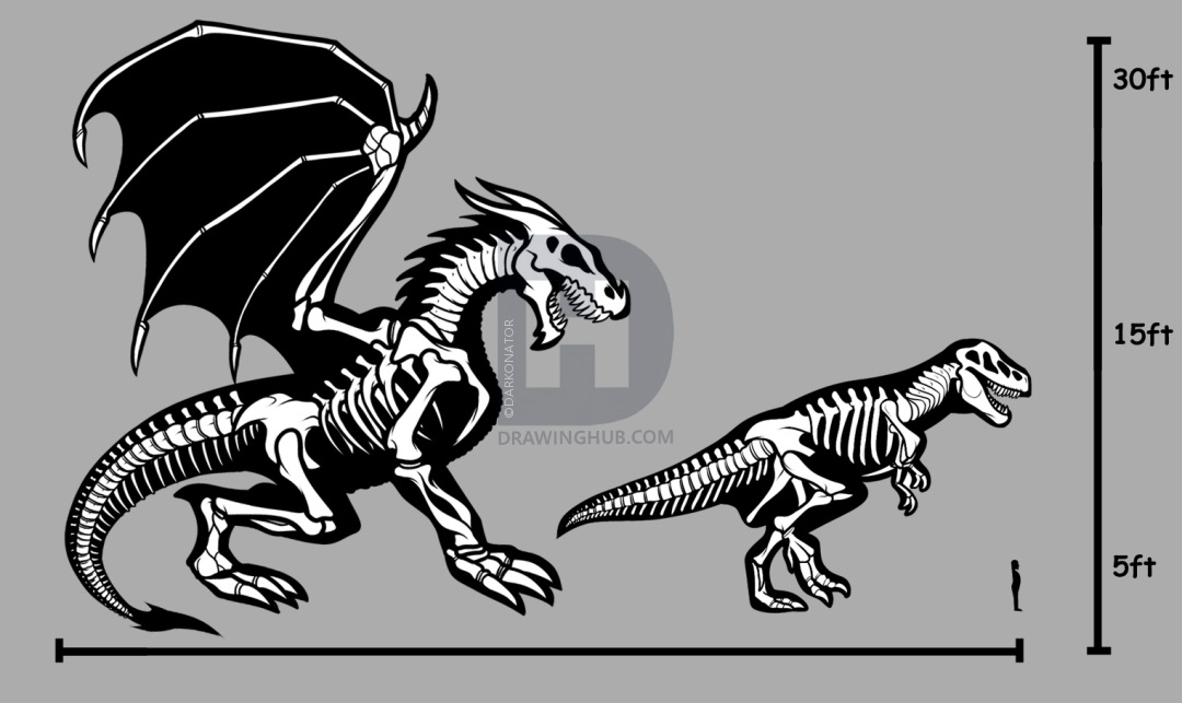 1080x643 how to draw a dragon skeleton, dragon skeleton, step - Skeleton Dragon Drawing