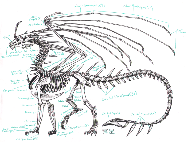 800x606 Zha Skeleton Anatomy - Skeleton Dragon Drawing