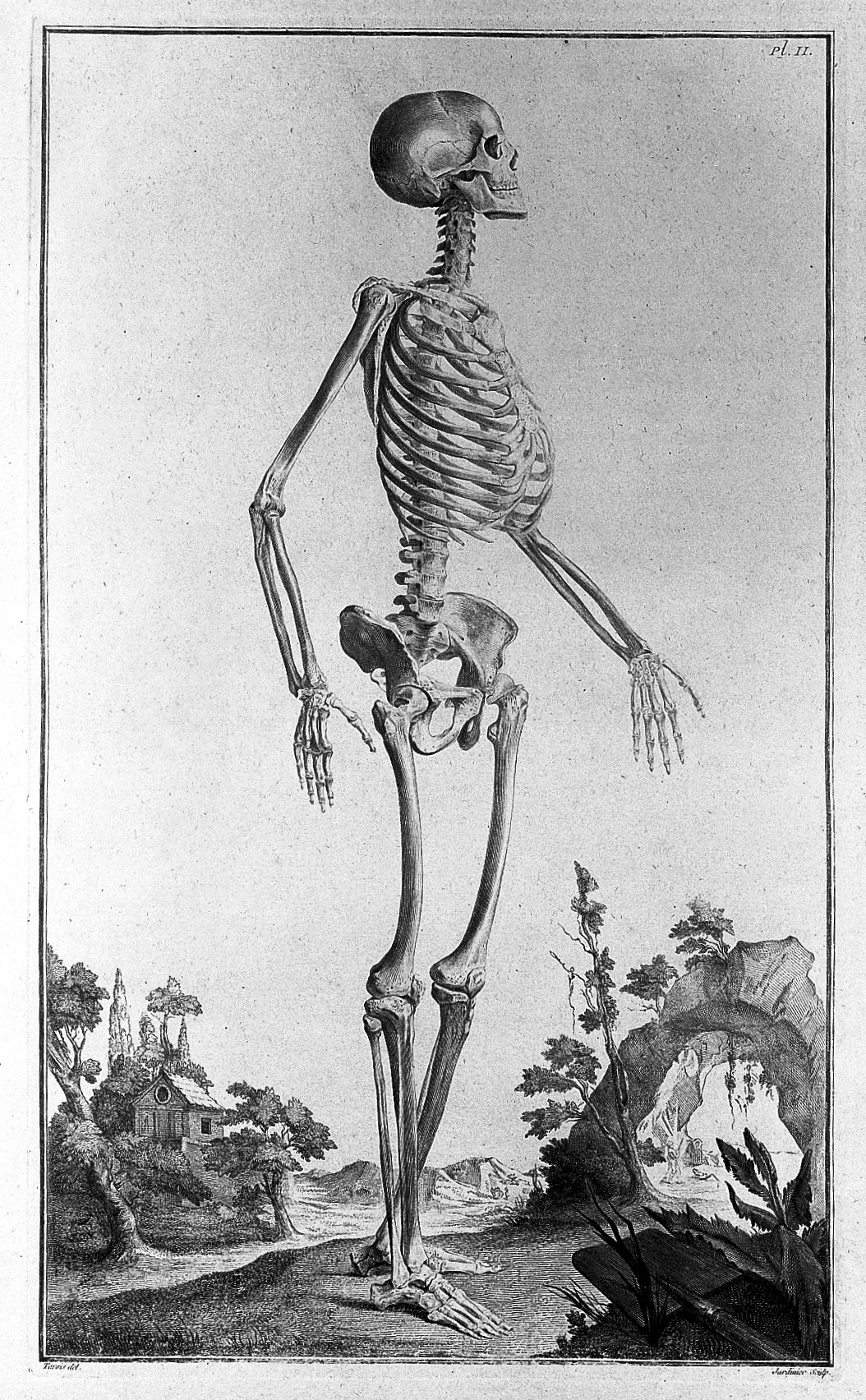 1054x1704 filedrawing of skeleton, century, a monro i wellcome - Skeleton Drawing