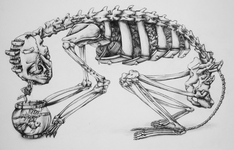 Скелет кота рисунок