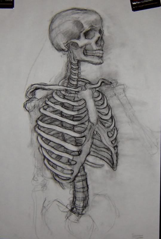 539x800 skeleton drawing bones and skulls in skeleton drawings - Skeleton Drawing