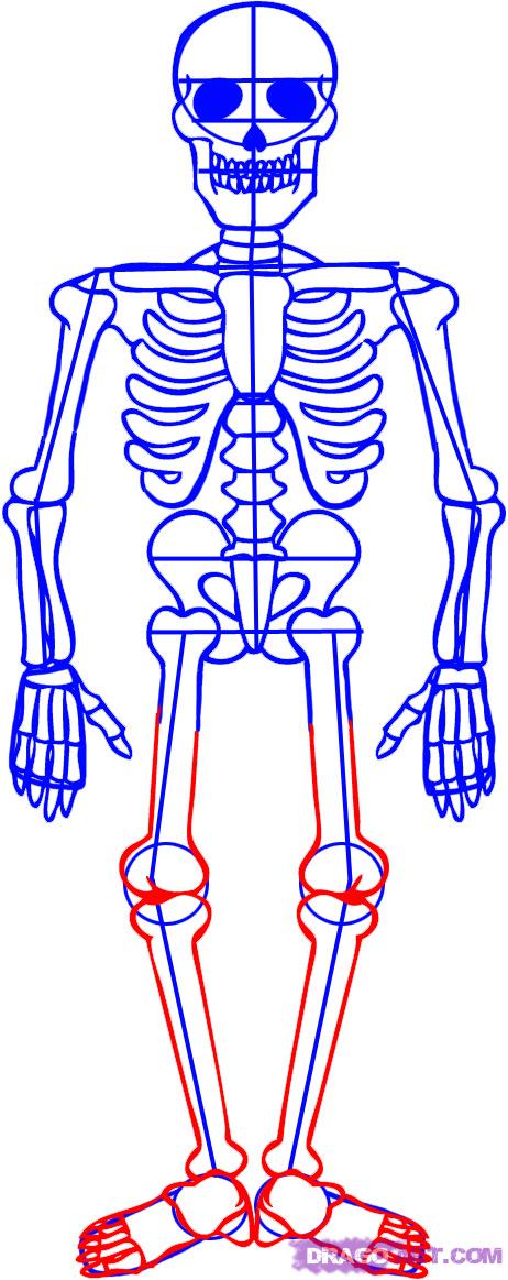 Skeleton Drawing Easy At Explore Collection Of Skeleton Drawing Easy 