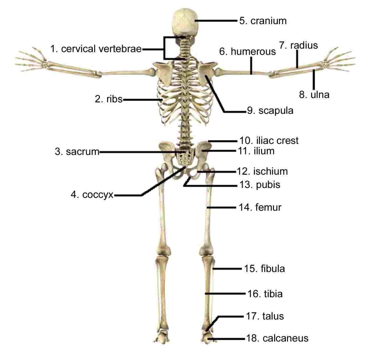 human skeleton easy drawing