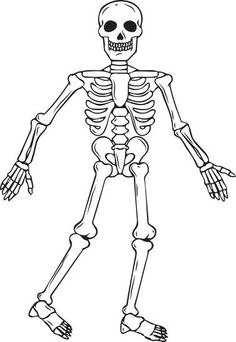 236x342 skeletons how to draw a skeleton, step - Skeleton Drawing Easy