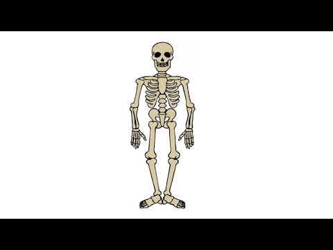 480x360 How To Draw Skeleton Drawing For Kids Step - Skeleton Drawing For Kids