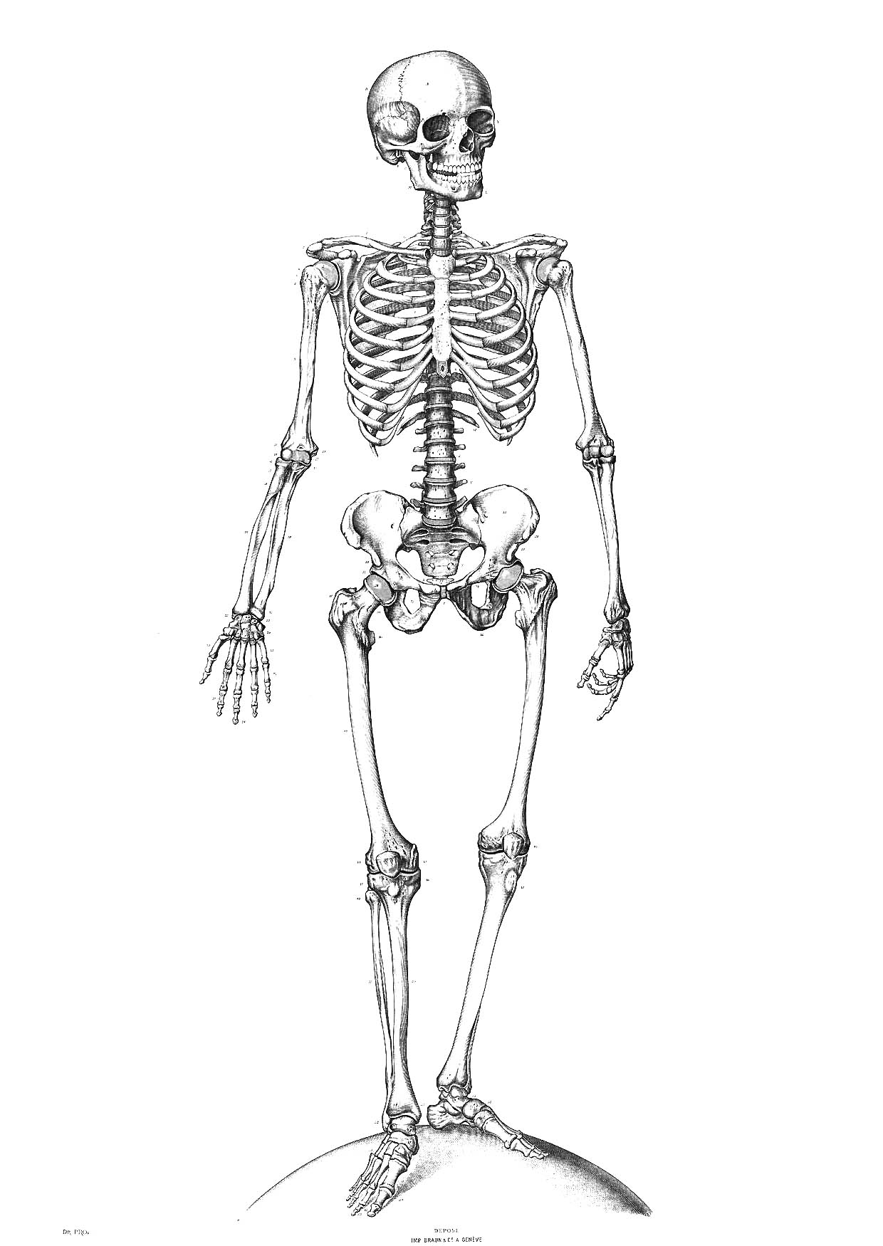 1240x1750 Kids Skeleton Drawing Free Download Clip Art - Skeleton Drawing For Kids