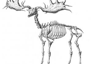 300x210 Skeleton Sketch Halloween Halloween Drawing For Kids How To Draw - Skeleton Drawing For Kids