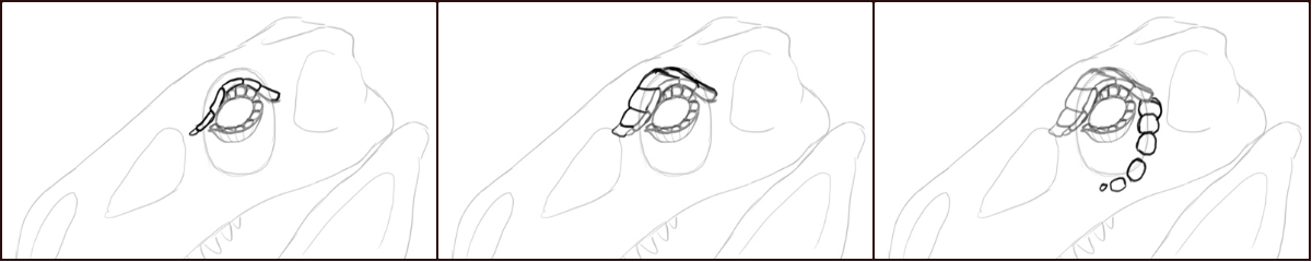 1200x240 How To Draw Dragons Step - Skeleton Drawing Step By Step