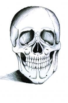233x349 How To Draw A Skeleton Head Steps - Skeleton Drawing Step By Step