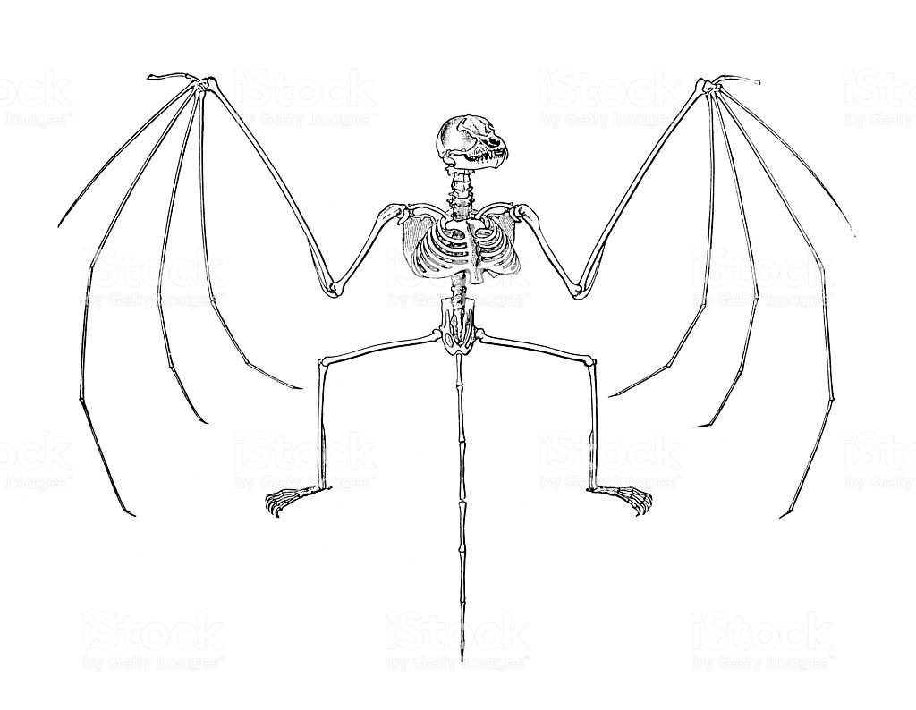 1024x794 Huge Collection Of 'bat Skeleton Drawing' Download More Than - Skeleton Drawing Step By Step