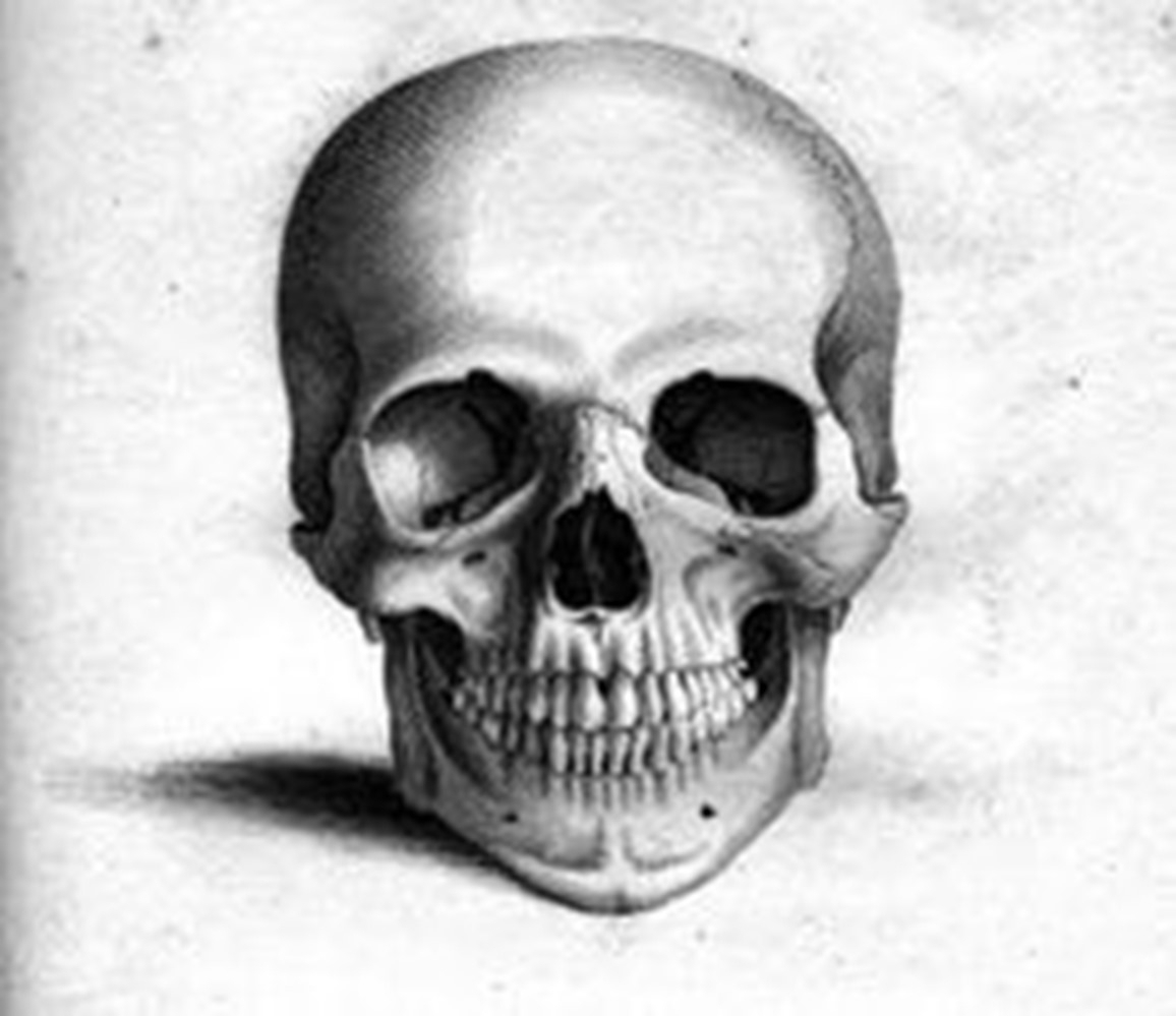 Skeleton Face Drawing at Explore collection of