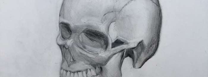 700x260 Study Of The Skull And Face - Skeleton Face Drawing