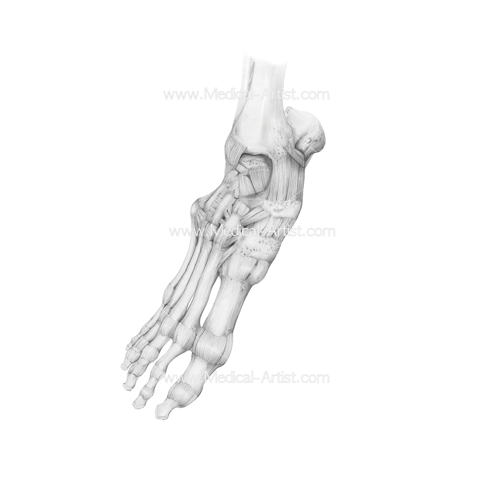 Skeleton Feet Drawing