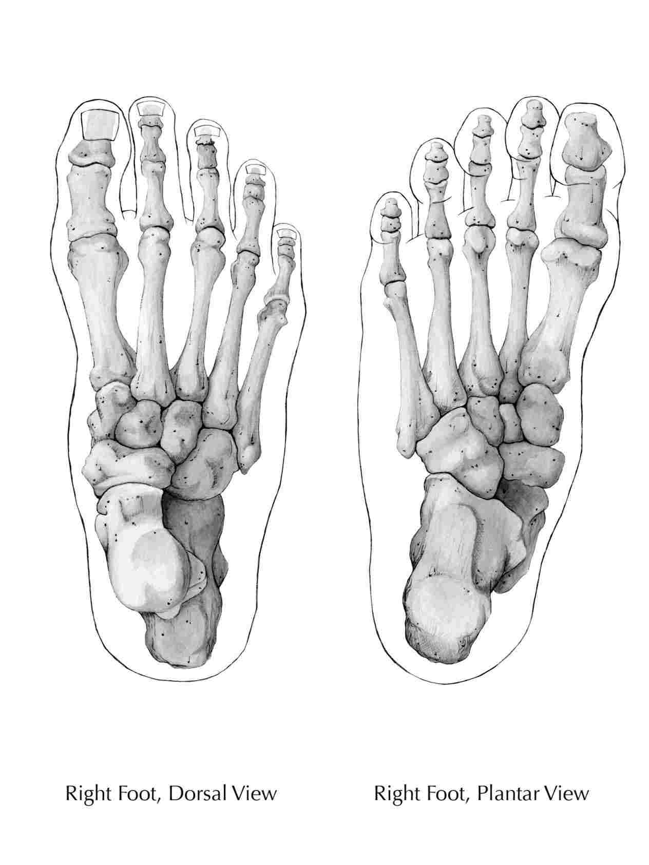 Skeleton Feet Drawing at PaintingValley.com | Explore collection of ...
