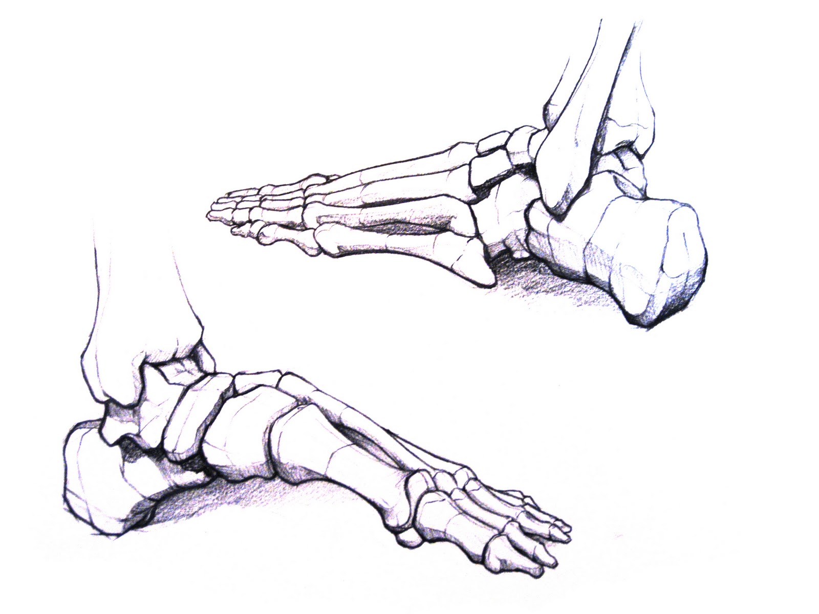 1600x1200 Life Drawing Ii Life Drawing Ii - Skeleton Feet Drawing