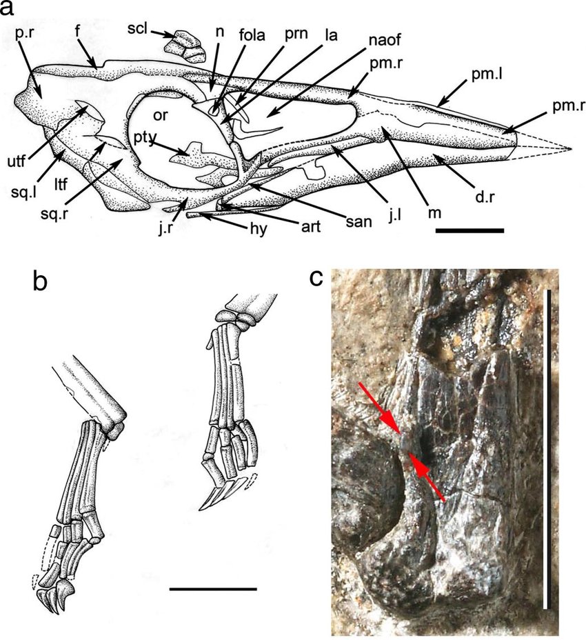 850x928 Nemicolopterus Crypticus Gen Et Sp Nov Details Of The Skeleton - Skeleton Feet Drawing