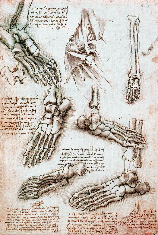 550x820 Skeleton Foot - Skeleton Feet Drawing