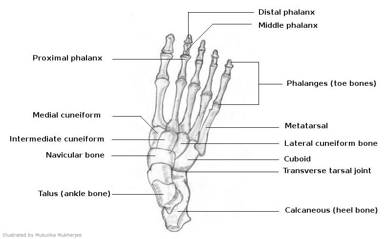 794x490 bones of feet diagram foot diagrams for drawing - Skeleton Feet Drawing