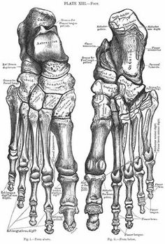 236x348 skeleton foot in foot anatomy studies anatomy drawing - Skeleton Feet Drawing