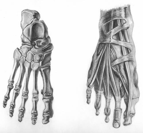 500x466 feature focus sculpting feet illustration anatomy sketches - Skeleton Feet Drawing