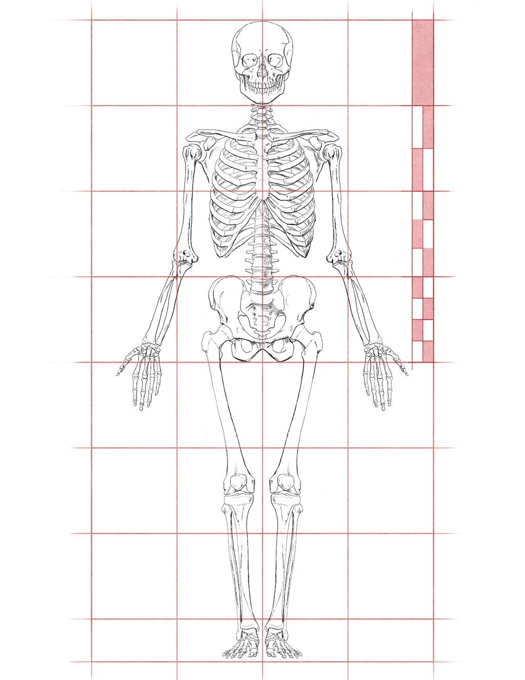 1024x1325 Human Proportions For Figure Drawing - Skeleton Figure Drawing