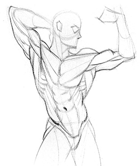 286x338 introduction to human anatomy for artists proko - Skeleton Figure Drawing