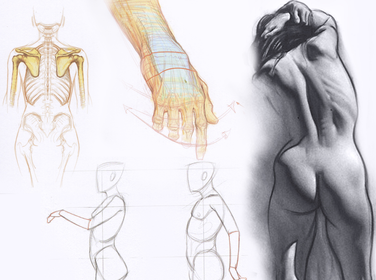 1258x938 skeletal figure drawing workshop with steve huston art - Skeleton Figure Drawing