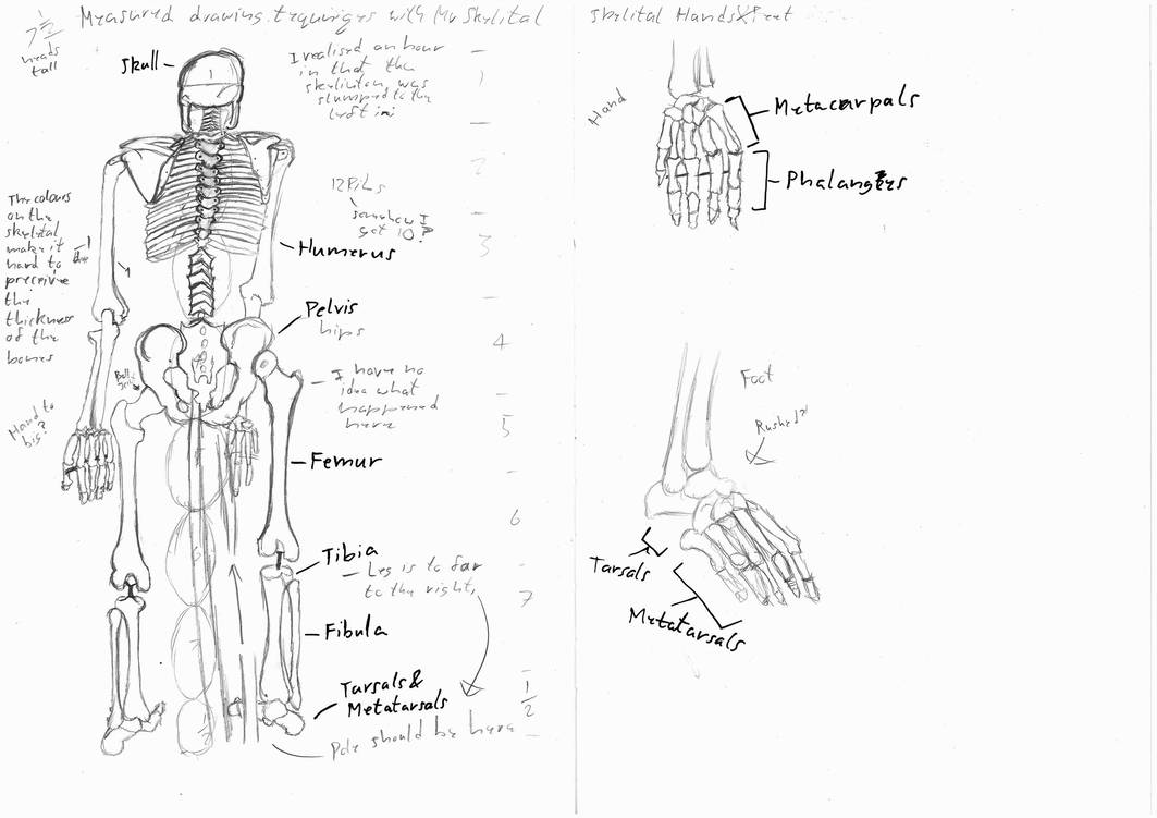 1063x751 Skeleton Figure Drawing Practice - Skeleton Figure Drawing