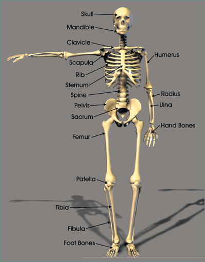 400x511 The Skeleton - Skeleton Figure Drawing
