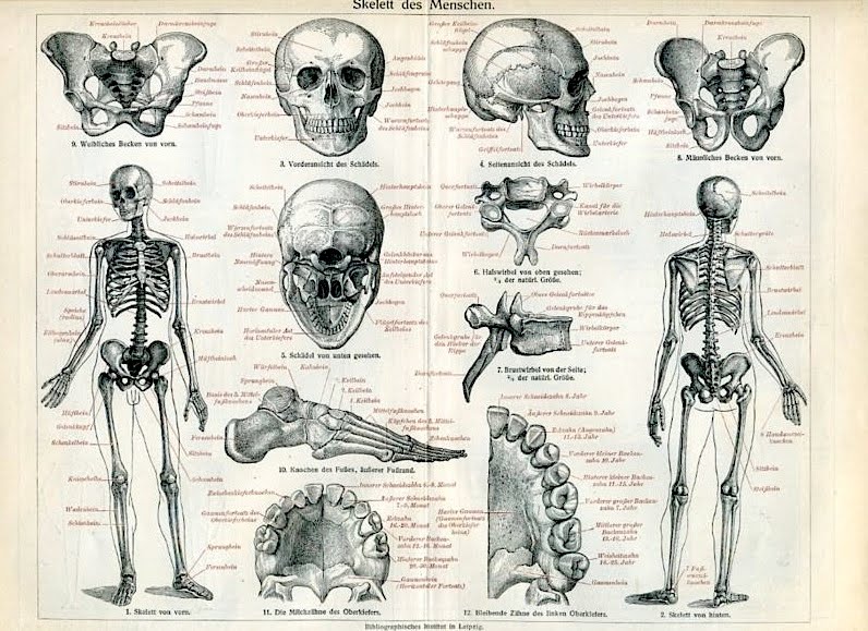 796x579 figure drawing skeletons - Skeleton Figure Drawing