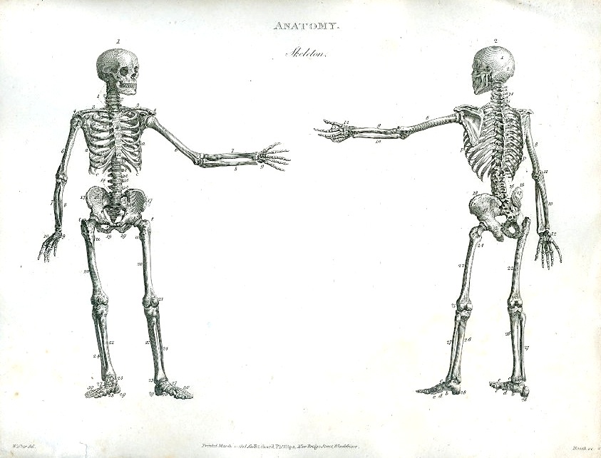 843x643 Figure Drawing How To Draw A Skeleton - Skeleton Figure Drawing