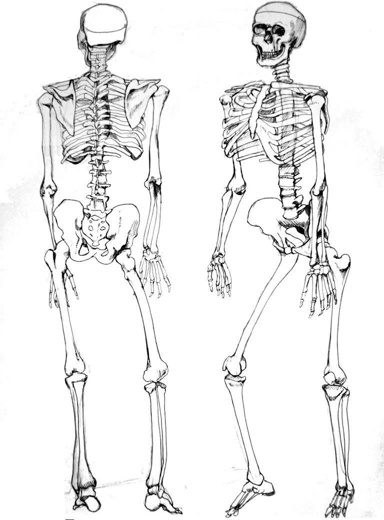768x1039 Figure Drawing Skeleton - Skeleton Figure Drawing