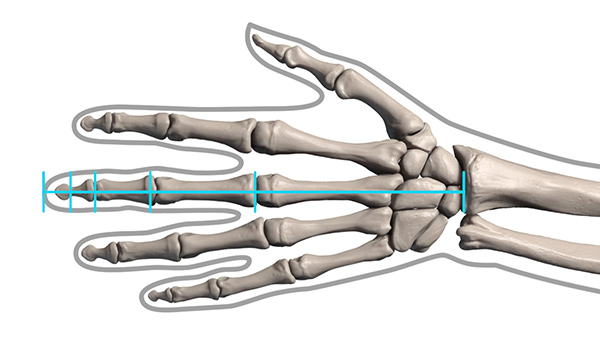 600x338 How To Draw Hand Bones - Skeleton Hand Drawing