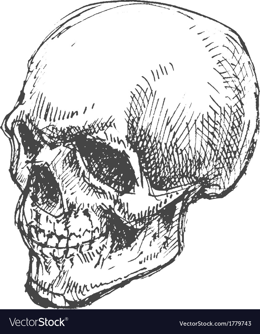 843x1080 skeleton hand sketch cartoon cartoon skull hand drawn royalty - Skeleton Hand Drawing