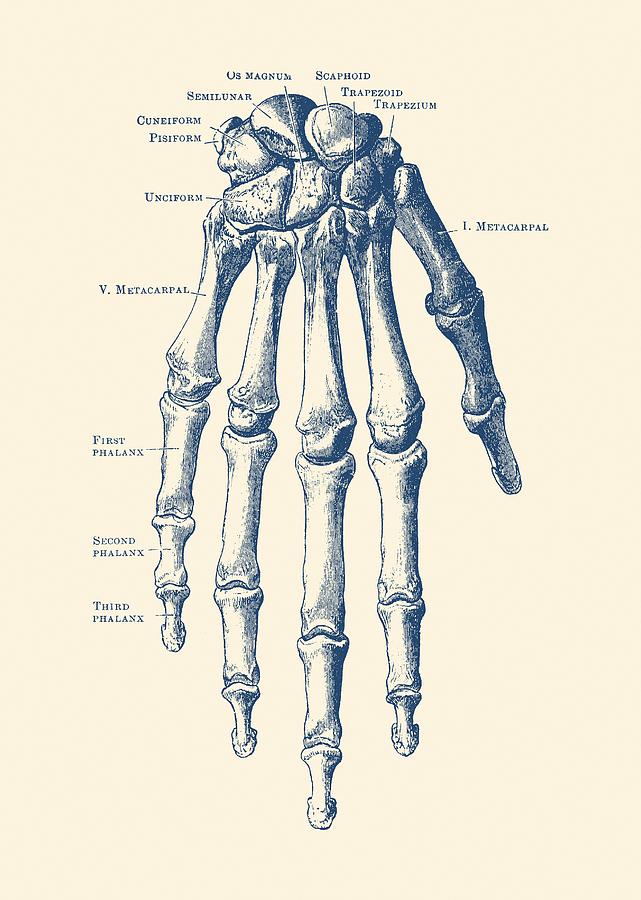 641x900 Down Facing Hand Skeletal Diagram - Skeleton Hand Drawing