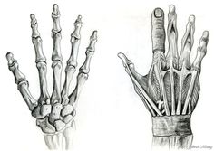 236x167 skeleton hand drawing drawing skeleton drawings, drawings - Skeleton Hand Drawing On Hand