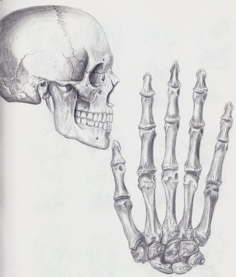 800x940 Huge Collection Of 'bones Drawing' Download More Than Images - Skeleton Hand Drawing Tumblr