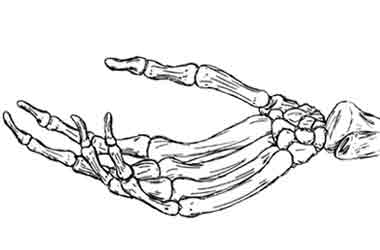380x250 Skeleton Hand - Skeleton Hand Drawing Tumblr