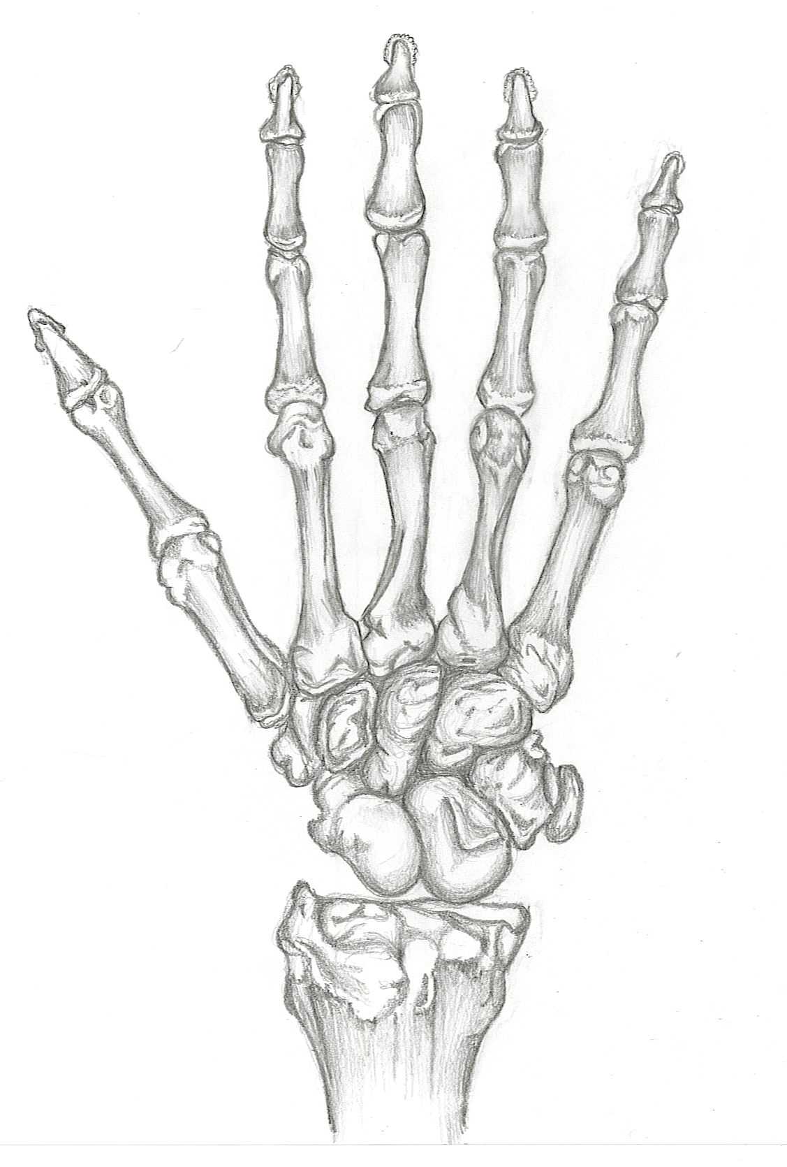 1127x1670 Drawn Skeleton Hand Tumblr - Skeleton Hand Drawing Tumblr