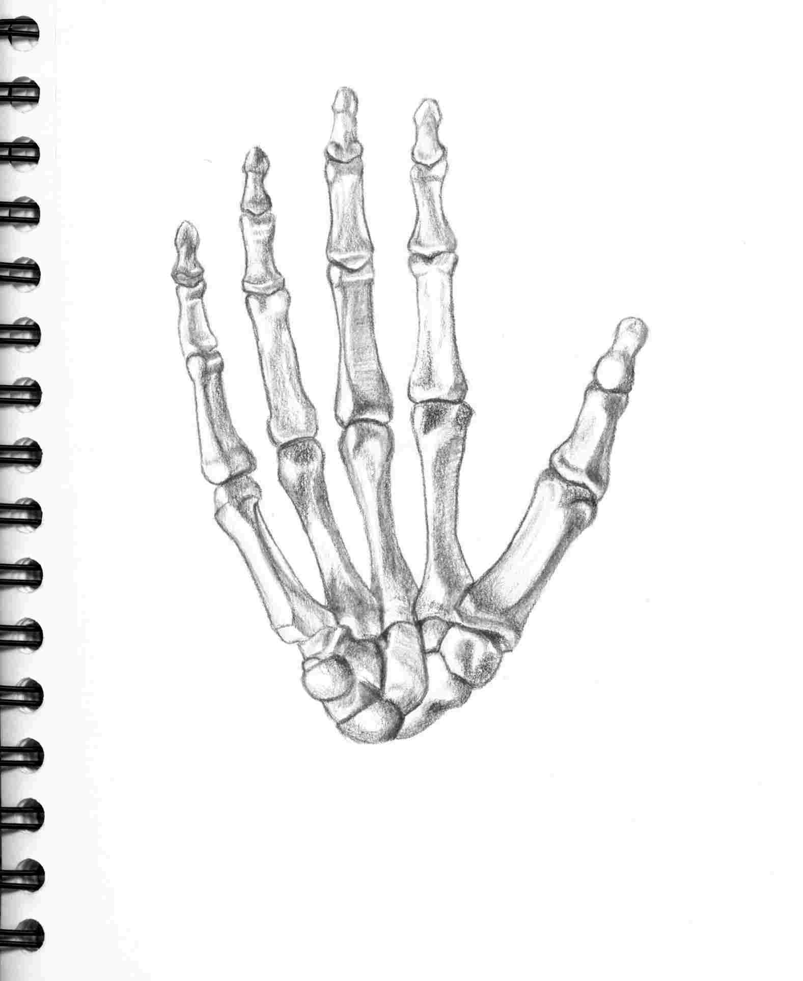 1577x1928 Hand Drawings Tumblr Of Skeleton Hand Drawing Tumblr High Quality - Skeleton Hand Drawing Tumblr