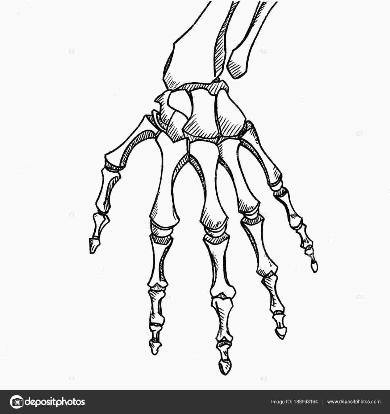 Skeleton Hand Drawing Tutorial at Explore